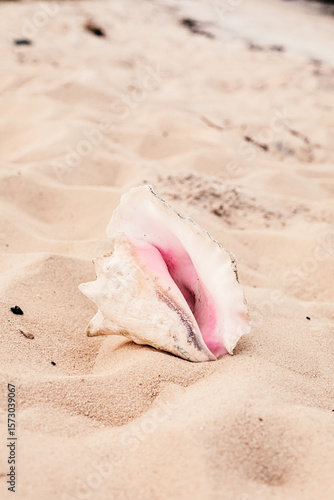 A Conch shell on the beach in Florida.