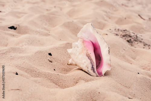 A Conch shell on the beach in Florida.