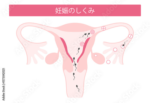 妊娠のしくみ
