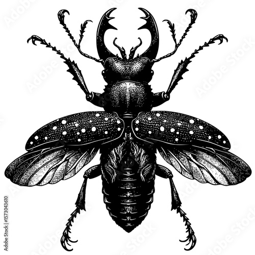 black beetle isolated on white background