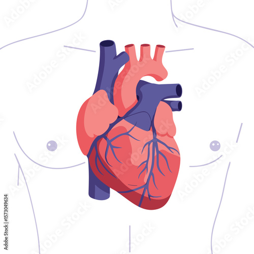 Human heart anatomy vector showing arteries veins and chambers with torso outline perfect for medical education and health awareness