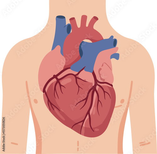 Human heart anatomy vector illustration showing internal cardiovascular organ details and structure