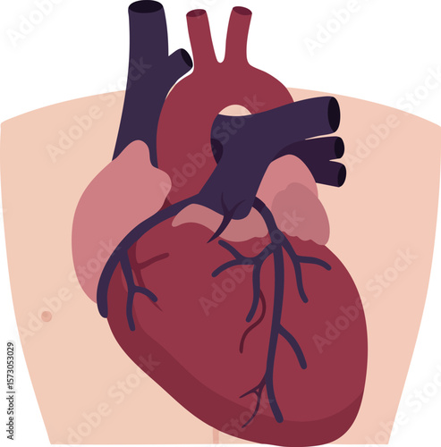 Human heart anatomy with arteries and veins detailed vector medical illustration for educational purposes