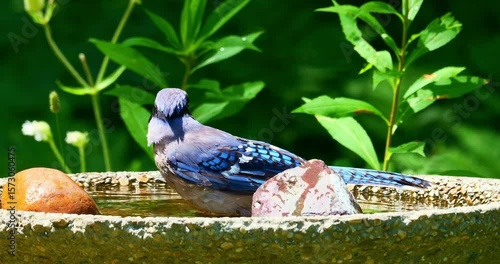 Closeup of beautiful blue jay bird, cyanocitta cristata, as it splashes water while taking a bath in backyard birdbath.