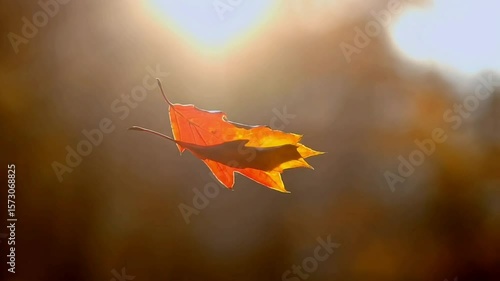 Autumn leaf floating in sunlight against blurred background  
