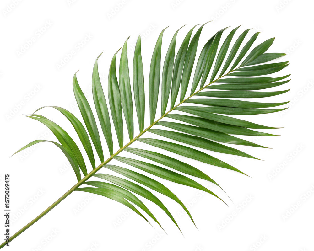 Obraz premium tropical leaf isolated on a transparent background. 
