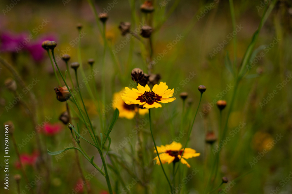 wild flowers in the field wild flowers in the field