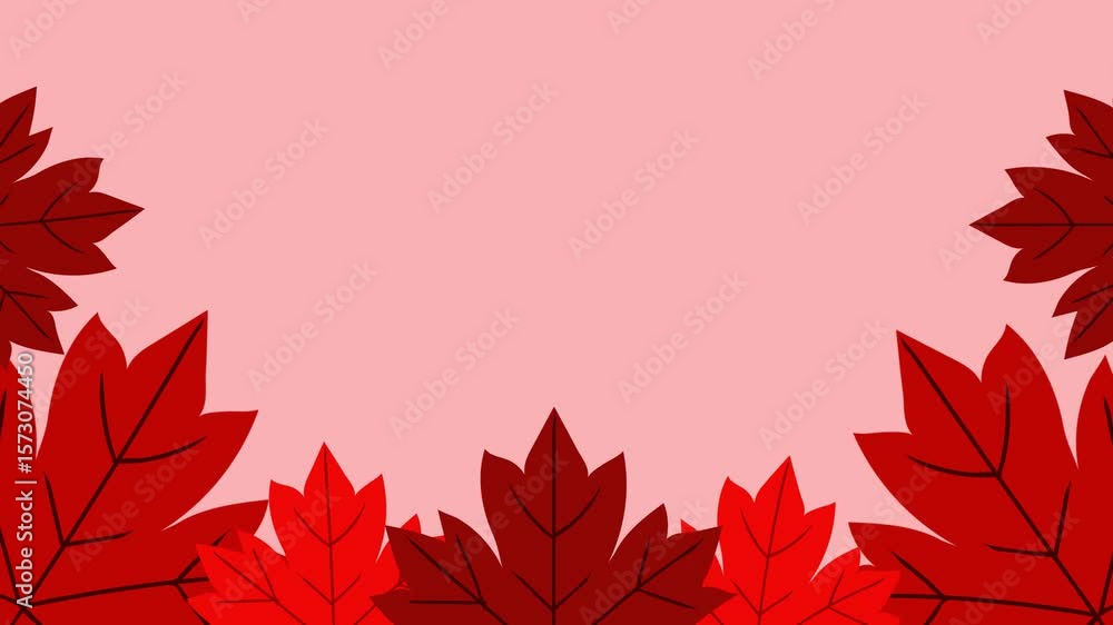 animated frame of red maple leaves gently forming on a white background. This looping motion graphic is perfect for Canada Day or autumn video projects
