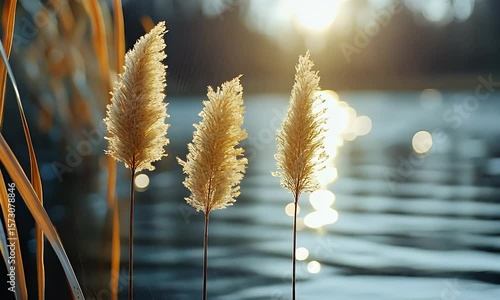 Golden grass swaying gently by a serene lake at sunset, with soft bokeh lights in the background