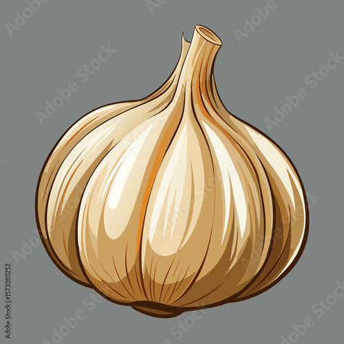Single bulb of garlic illustration isolated on gray background