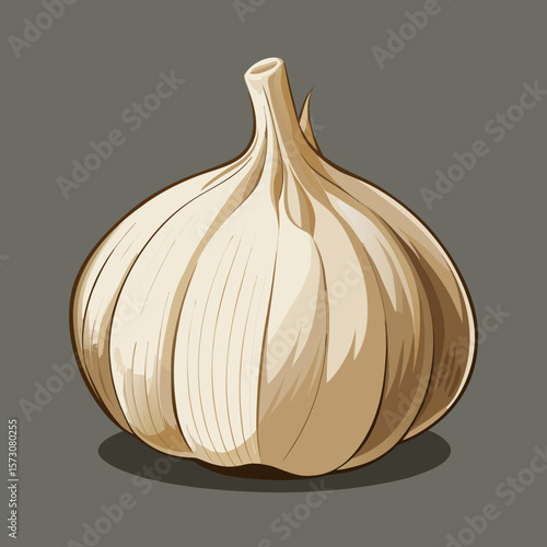 Single bulb of garlic illustration, detailed drawing of whole garlic