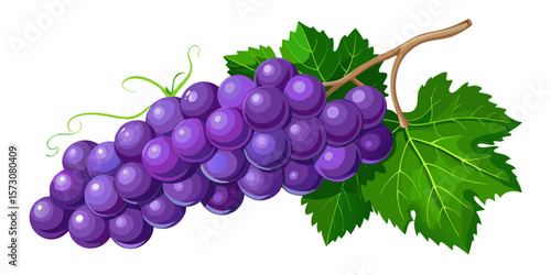 Purple Grapes Cluster on Vine with Leaves