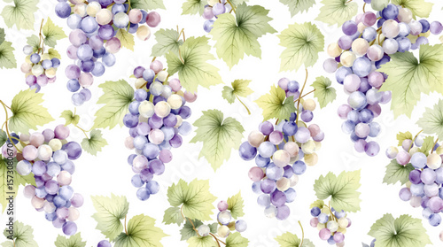 Watercolor grape on the white background	