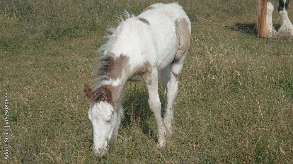 Obraz premium Horse family living peacefully with foals in calm summer surroundings