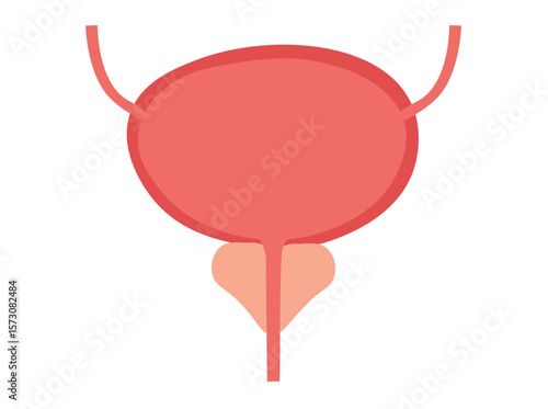 Prostate and urinary bladder, vector illustration