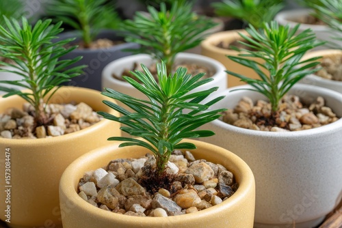 Vibrant green young podocarpus plants growing in textured ceramic pots with pebbles