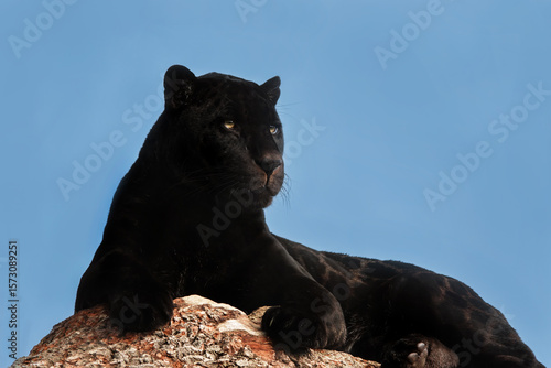 Portrait of a Black (or Melanistic) Jaguar