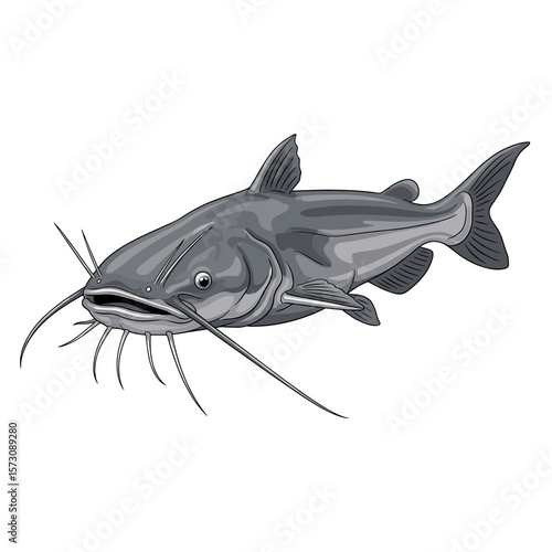 A detailed illustration of a gray catfish swimming in the water, showcasing its whiskers.