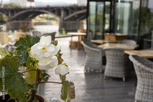 Bild auf Leinwand A white begonia flower decorates a cozy outdoor terrace overlooking an iconic bridge, creating a peaceful and inviting atmosphere