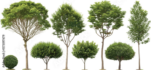Realistic green trees and bush set, assorted deciduous tree collection, isolated garden plants for landscaping, park design, urban greenery, natural forest elements illustration