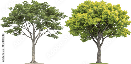 Two realistic leafy trees, isolated vector illustration, summer and spring foliage, detailed green forest elements, natural landscape botanical design clipart
