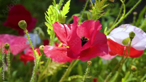 Bright red poppy in bloom with bee visitor