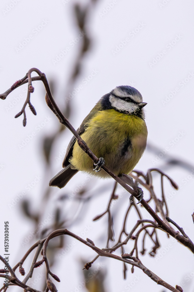 Obraz premium Blue Tit (Cyanistes caeruleus), common across Europe, spotted in Phoenix Park, Dublin.