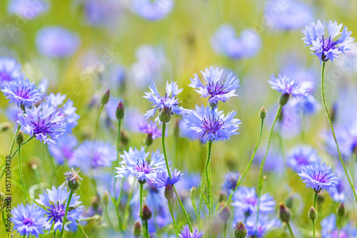 blooming blue cornflowers in a field on sunny day