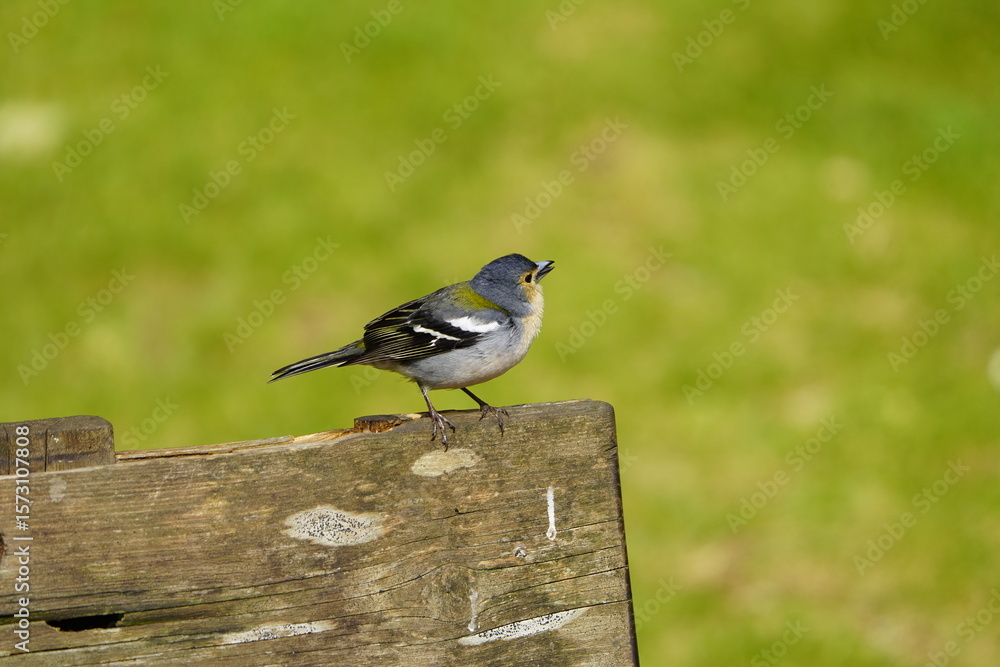 Obraz premium The Madeira chaffinch (Fringilla maderensis) is a small passerine bird in the finch family Fringillidae. Santo da Serra, Madeira – Portugal.
