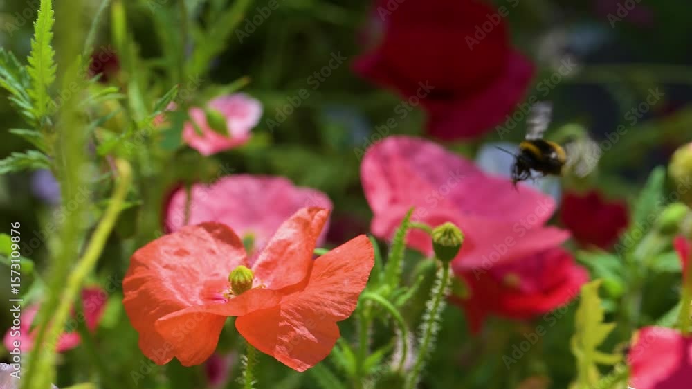 Bee landing on blooming orange poppy flower Bee landing on blooming orange poppy flower