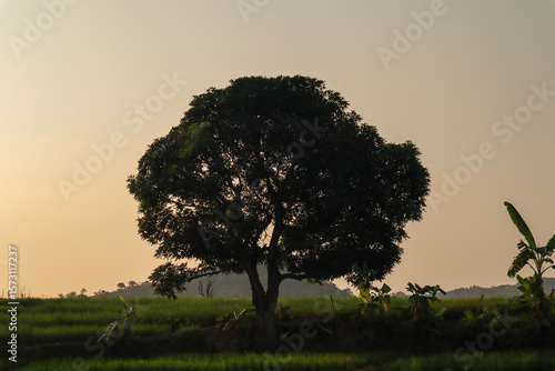 lush trees in the middle of rice fields