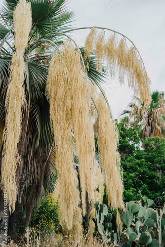 Palm tree with blooming yellow hanging flowers