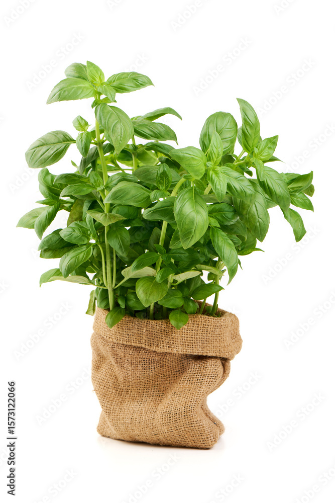 Naklejka premium Basil Ocimum basilicum Plant Sack, isolated on white background