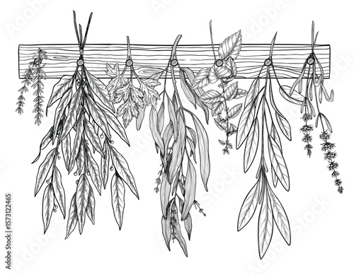 Vector illustration of Herbs hanging from a wooden rack, including thyme, sage, mint, and lavender. Outline drawing for botanical designs, kitchen decor, or natural product branding. Black etching.