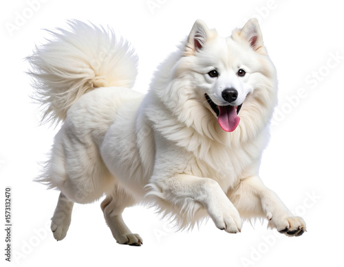 Joyful Samoyed Dog Running with Tongue Out, Side Profile View, Isolated on Transparent Background