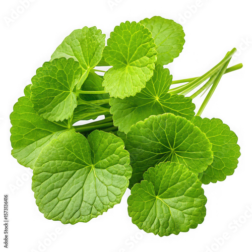 A bunch of fresh green gotu kola leaves isolated on transparent background