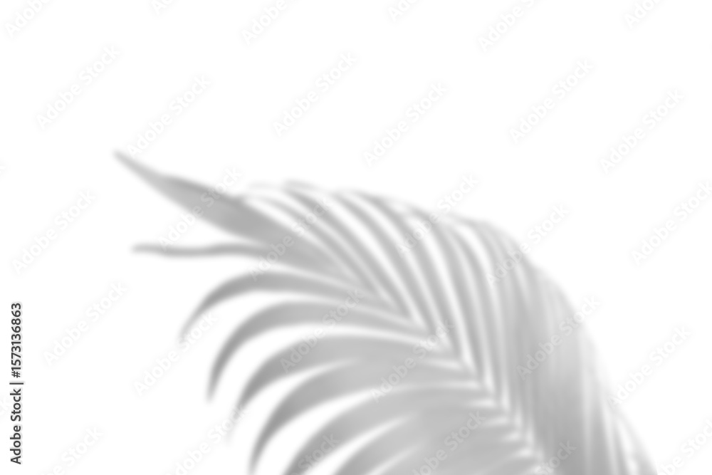 Fototapeta premium Realistic shadow overlay effect. Natural palm leaf shadows isolated on transparent background. Tropical coconut branch shade, foliage silhouette decoration. Design element for summer spring projects