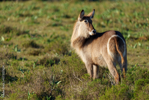Waterbuck (Kobus ellipsiprymnus) female, a large antelope found widely in sub-Saharan Africa. Near Gqeberha (Port Elizabeth). Eastern Cape. South Africa