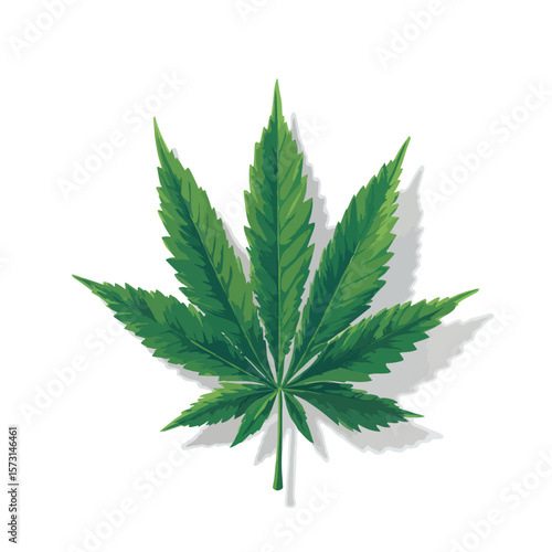cannabis leaf isolated
