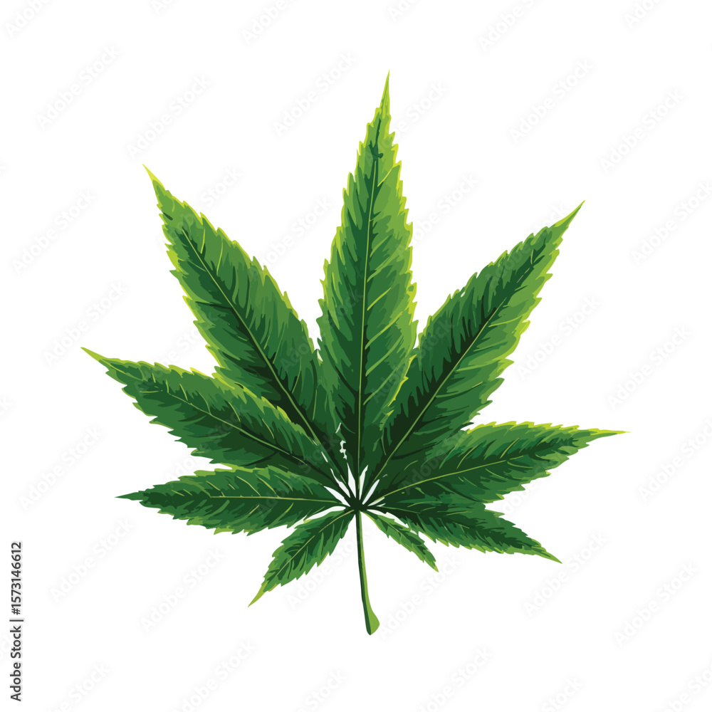 cannabis leaf isolated cannabis leaf isolated