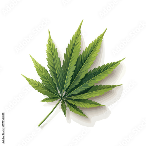 cannabis leaf isolated