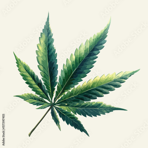 cannabis leaf isolated