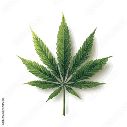 cannabis leaf isolated