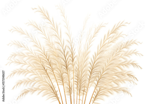 pampas grass isolated on white background PNG, AI GENERATED