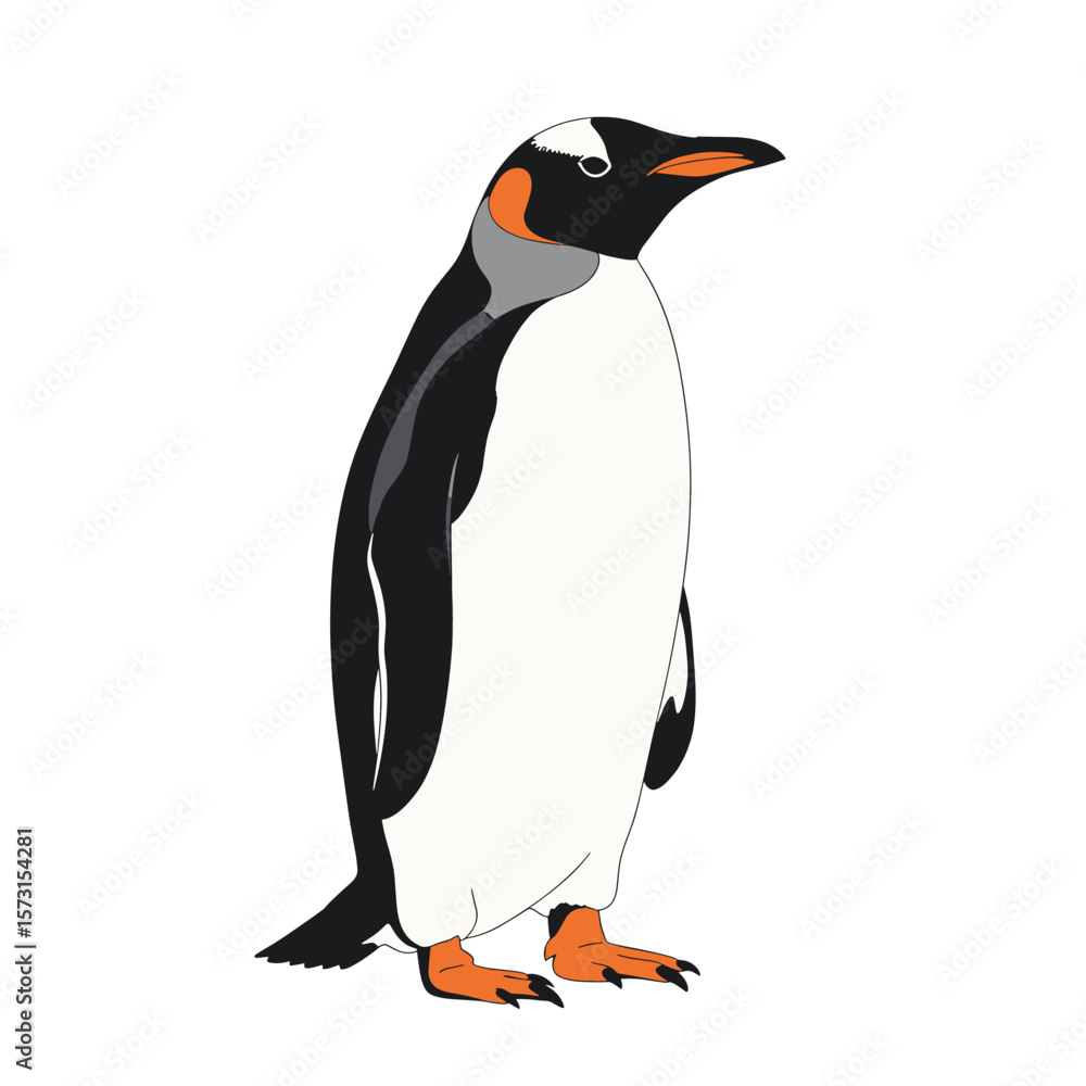 Fototapeta premium Side view of a Gentoo penguin, standing tall against a white background.