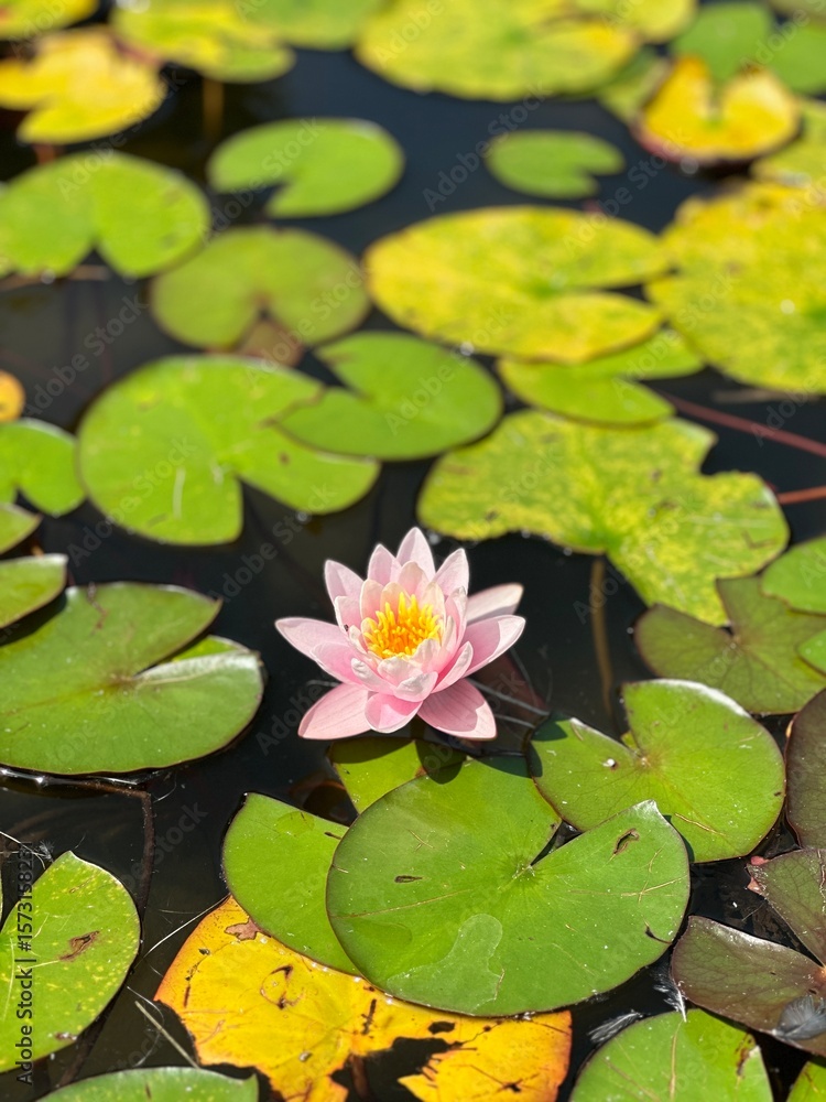 Pink Lotus Flower Pink Lotus Flower