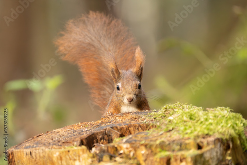 Eichhörnchen im Wald