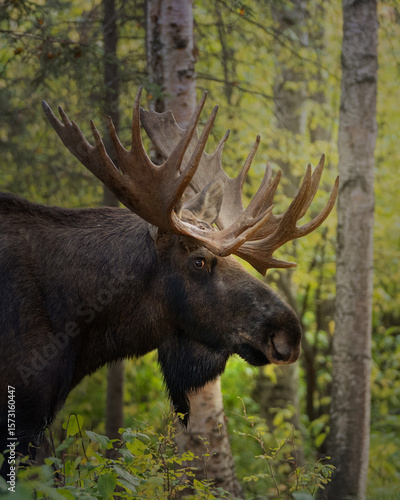 Profile of a moose in Alaska in the woods