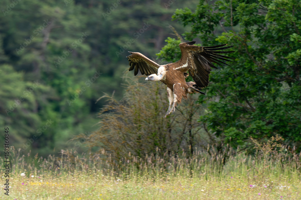 Fototapeta premium Vautour fauve, Gyps fulvus, Griffon Vulture, Parc naturel régional des grands causses 48, Lozere, France