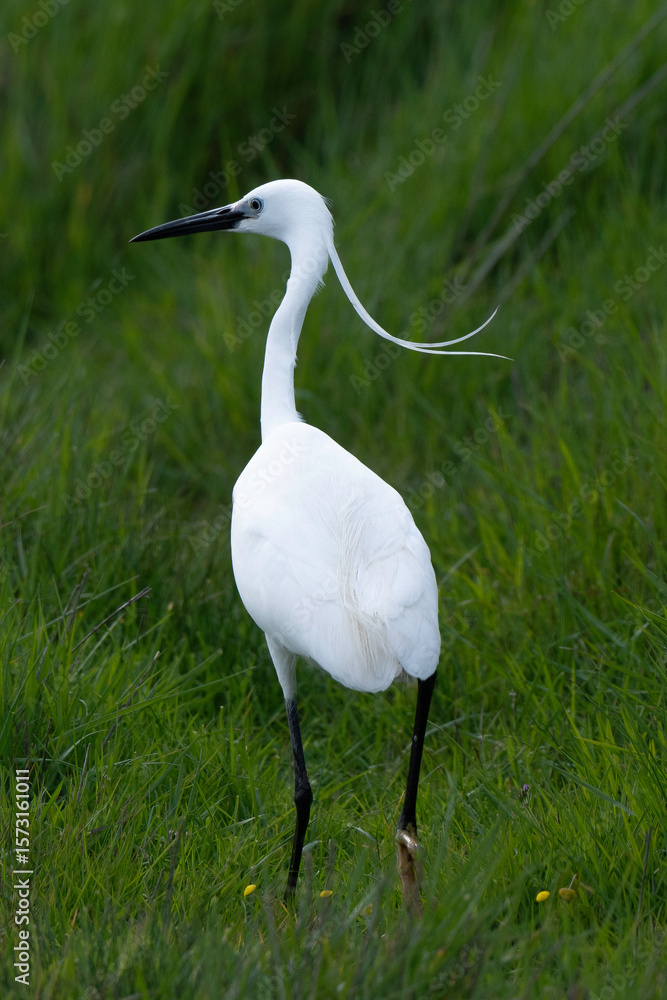 Fototapeta premium Aigrette garzette, Egretta garzetta, Little Egret,
